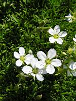 Arenaria Rosani (fam Caryophyllacees) (Europe meridionale) (01) (Photo F. Mrugala)